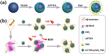 Graphical abstract: NIR-excited upconversion nanoparticles used for targeted inhibition of Aβ42 monomers and disassembly of Aβ42 fibrils