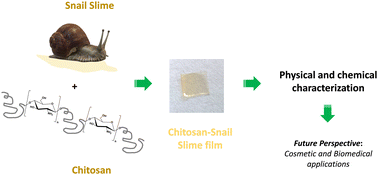 Graphical abstract: Chitosan/snail slime films as multifunctional platforms for potential biomedical and cosmetic applications: physical and chemical characterization