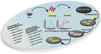 Graphical abstract: Epitope imprinted polymeric materials: application in electrochemical detection of disease biomarkers