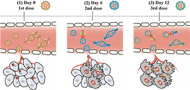 Graphical abstract: Sequential administration of virus-like particle-based nanomedicine to elicit enhanced tumor chemotherapy
