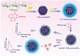 Graphical abstract: Multifunctionalized flower-like gold nanoparticles with high chemiluminescence for label-free sensing of the hepatitis C virus core protein