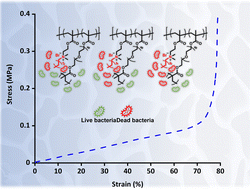 Graphical abstract: Mechanically robust and highly bactericidal macroporous polymeric gels based on quaternized N,N-(dimethylamino)ethyl methacrylate possessing varying alkyl chain lengths