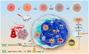 Graphical abstract: Bioinspired nanocatalytic tumor therapy by simultaneous reactive oxygen species generation enhancement and glutamine pathway-mediated glutathione depletion