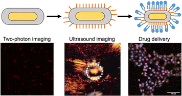 Graphical abstract: Silica-coated gold nanorods with hydrophobic modification show both enhanced two-photon fluorescence and ultrasound drug release