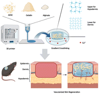 Graphical abstract: 3D bioprinting of a gradient stiffened gelatin–alginate hydrogel with adipose-derived stem cells for full-thickness skin regeneration