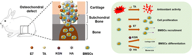 Graphical abstract: A 3D multifunctional bi-layer scaffold to regulate stem cell behaviors and promote osteochondral regeneration