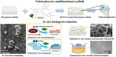 Graphical abstract: In vitro biological evaluation of epigallocatechin gallate (EGCG) release from three-dimensional printed (3DP) calcium phosphate bone scaffolds