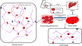Graphical abstract: A self-gelling starch-based sponge for hemostasis