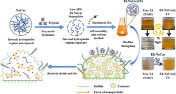 Graphical abstract: Enzymatically hydrolyzed sodium caseinate nanoparticles efficiently enhancing the solubility, stability, and antioxidant and anti-biofilm activities of hydrophobic Tanshinone IIA