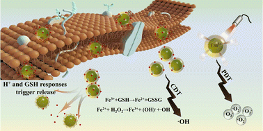 Graphical abstract: A multiphoton transition activated iron based metal organic framework for synergistic therapy of photodynamic therapy/chemodynamic therapy/chemotherapy for orthotopic gliomas