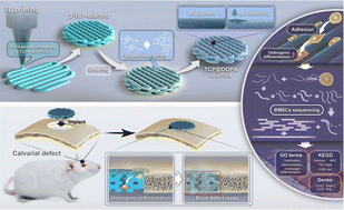 Graphical abstract: Polydopamine-coated 3D-printed β-tricalcium phosphate scaffolds to promote the adhesion and osteogenesis of BMSCs for bone-defect repair: mRNA transcriptomic sequencing analysis