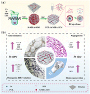 Graphical abstract: Strontium and simvastatin dual loaded hydroxyapatite microsphere reinforced poly(ε-caprolactone) scaffolds promote vascularized bone regeneration