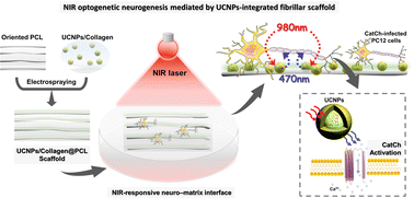 Graphical abstract: An upconversion nanoparticle-integrated fibrillar scaffold combined with a NIR-optogenetic strategy to regulate neural cell performance