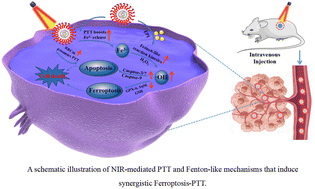 Graphical abstract: Enhanced photothermal-ferroptosis effects based on RBCm-coated PDA nanoparticles for effective cancer therapy