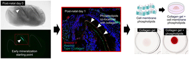 Graphical abstract: Important roles of odontoblast membrane phospholipids in early dentin mineralization