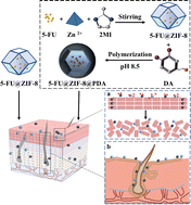 Graphical abstract: ZIF-8 integrated with polydopamine coating as a novel nano-platform for skin-specific drug delivery