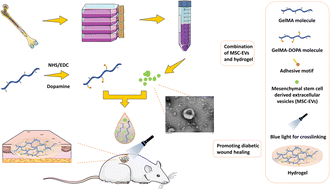 Graphical abstract: In situ photo-crosslinked adhesive hydrogel loaded with mesenchymal stem cell-derived extracellular vesicles promotes diabetic wound healing