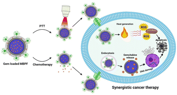 Graphical abstract: Tumor-targeted molybdenum disulfide@barium titanate core–shell nanomedicine for dual photothermal and chemotherapy of triple-negative breast cancer cells