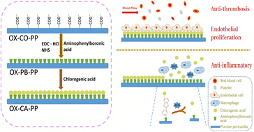Graphical abstract: A chlorogenic acid functional strategy of anti-inflammation, anti-coagulation and promoted endothelial proliferation for bioprosthetic artificial heart valves