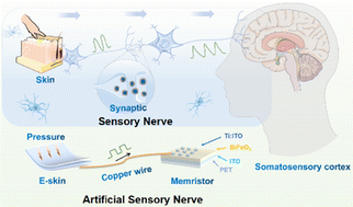 Graphical abstract: A low-power and flexible bioinspired artificial sensory neuron capable of tactile perceptual and associative learning