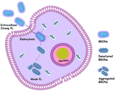 Graphical abstract: Boron-enriched rice-like homologous carbon nanoclusters with a 51.5% photoluminescent quantum yield for highly sensitive determination of endogenous hydroxyl radicals in living cells