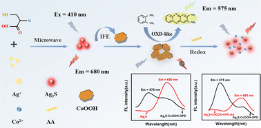 Graphical abstract: A redox reaction-induced ratiometric fluorescence platform for the specific detection of ascorbic acid based on Ag2S quantum dots and multifunctional CoOOH nanoflakes