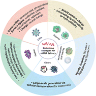 Graphical abstract: Optimal delivery strategies for nanoparticle-mediated mRNA delivery