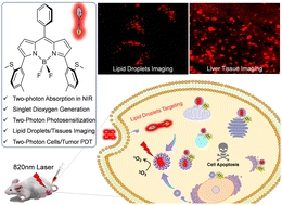 Graphical abstract: Near-infrared light activated photosensitizer with specific imaging of lipid droplets enables two-photon excited photodynamic therapy