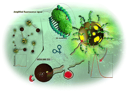 Graphical abstract: A novel highly sensitive compilation-detachment fluorescence sensing strategy based on RNA-cleavage DNAzyme for MDA-MB-231 breast cancer biomarker determination