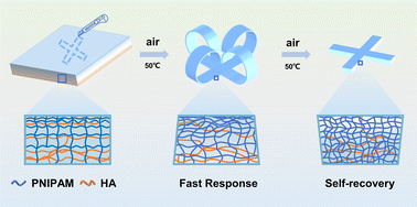 Graphical abstract: Gradient hydrogel actuator with fast response and self-recovery in air