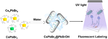 Graphical abstract: Ultra-stable CsPbBr3@PbBrOH nanorods for fluorescence labeling application based on methylimidazole-assisted synthesis