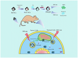 Graphical abstract: Near-infrared band responsive ROS regulator selectively inhibits breast cancer cells by programming combination phototherapy