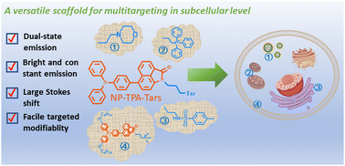 Graphical abstract: Triphenylamine-equipped 1,8-naphthaolactam: a versatile scaffold for the custom design of efficient subcellular imaging agents