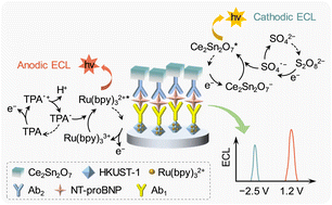 Graphical abstract: A sensitive dual-signal electrochemiluminescence immunosensor based on Ru(bpy)32+@HKUST-1 and Ce2Sn2O7 for detecting the heart failure biomarker NT-proBNP