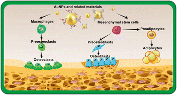 Graphical abstract: Gold nanoparticles: promising biomaterials for osteogenic/adipogenic regulation in bone repair