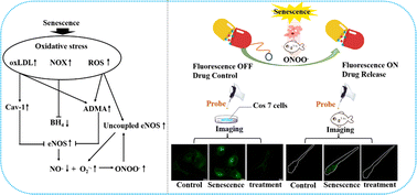 Graphical abstract: A therapeutic probe for detecting and inhibiting ONOO− in senescent cells