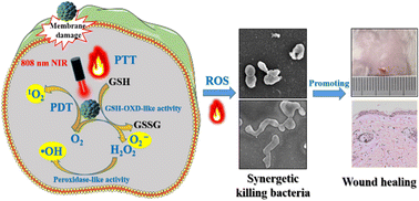 Graphical abstract: Cuprous oxide–demethyleneberberine nanospheres for single near-infrared light-triggered photoresponsive-enhanced enzymatic synergistic antibacterial therapy