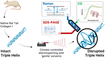 Graphical abstract: Electrospinning of collagen: enzymatic and spectroscopic analyses reveal solvent-independent disruption of the triple-helical structure