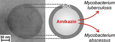 Graphical abstract: Amikacin@SiO2 core@shell nanocarriers to treat pulmonal bacterial infections