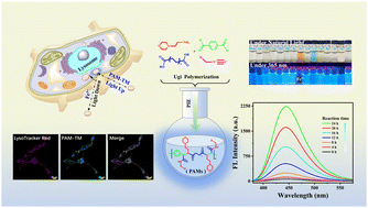 Graphical abstract: Polymerization-induced emission (PIE) of multifunctional polyamides synthesized by Ugi polymerization and targeted imaging of lysosomes
