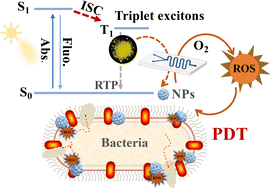 Graphical abstract: Microfluidic-based modulation of triplet exciton decay in organic phosphorescent nanoparticles for size-assisted photodynamic antibacterial therapy