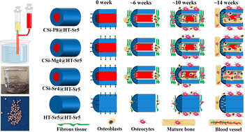 Graphical abstract: Core–shell bioceramic fiber-derived biphasic granules with adjustable core compositions for tuning bone regeneration efficacy