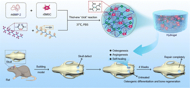 Graphical abstract: Click-based injectable bioactive PEG-hydrogels guide rapid craniomaxillofacial bone regeneration by the spatiotemporal delivery of rhBMP-2