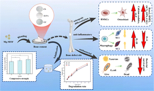 Graphical abstract: Multifunctional magnesium-organic framework doped biodegradable bone cement for antibacterial growth, inflammatory regulation and osteogenic differentiation