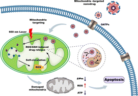 Graphical abstract: A mitochondria-targeting self-assembled carrier-free lonidamine nanodrug for redox-activated drug release to enhance cancer chemotherapy