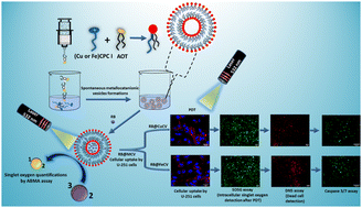 Graphical abstract: Biocompatible metallosurfactant-based nanocolloid-loaded Rose Bengal with excellent singlet oxygen-induced phototoxicity efficiency against cancer cells