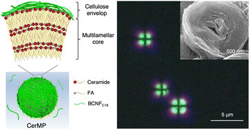 Graphical abstract: Multilamellar ceramide core-structured microvehicles with substantial skin barrier function recovery