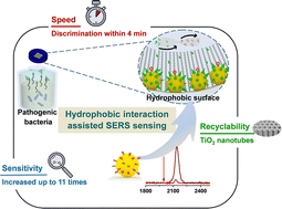 Graphical abstract: Hydrophobic interaction enables rapid enrichment of volatile metabolites on Au/TiO2 based SERS substrates for ultrasensitive bacteria detection