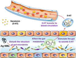 Graphical abstract: Oral administration of silver nanomaterials affects the gut microbiota and metabolic profile altering the secretion of 5-HT in mice