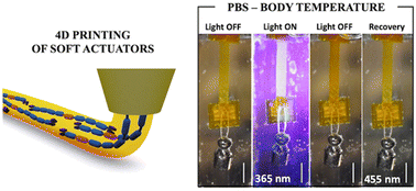 Graphical abstract: Photomechanical response under physiological conditions of azobenzene-containing 4D-printed liquid crystal elastomer actuators
